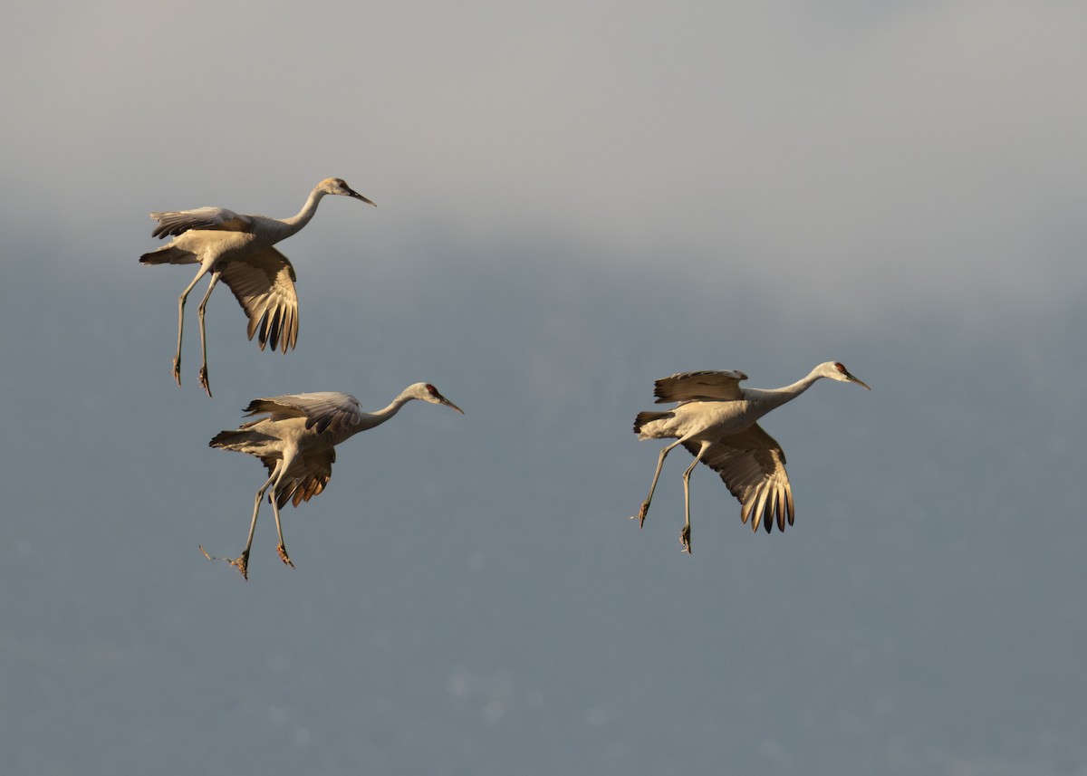 Sandhill Crane - ML646547771