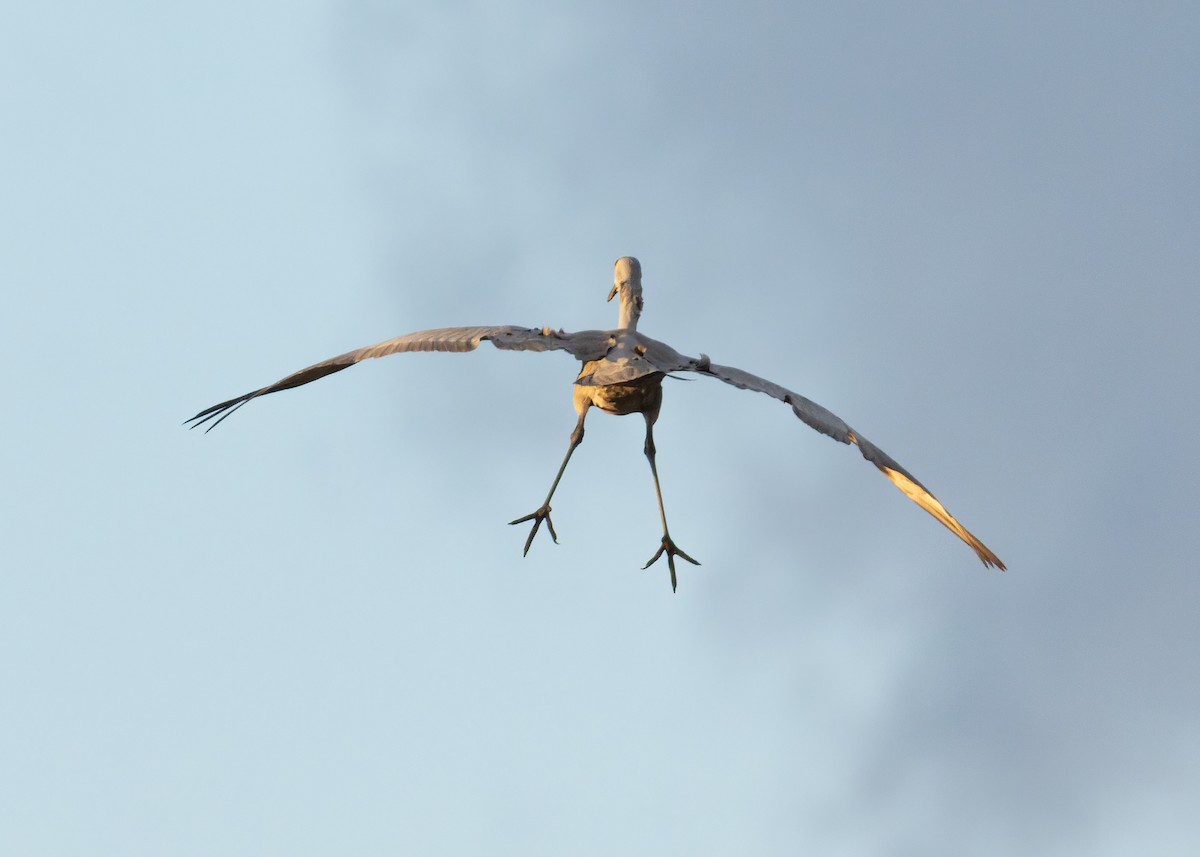 Sandhill Crane - ML646547773