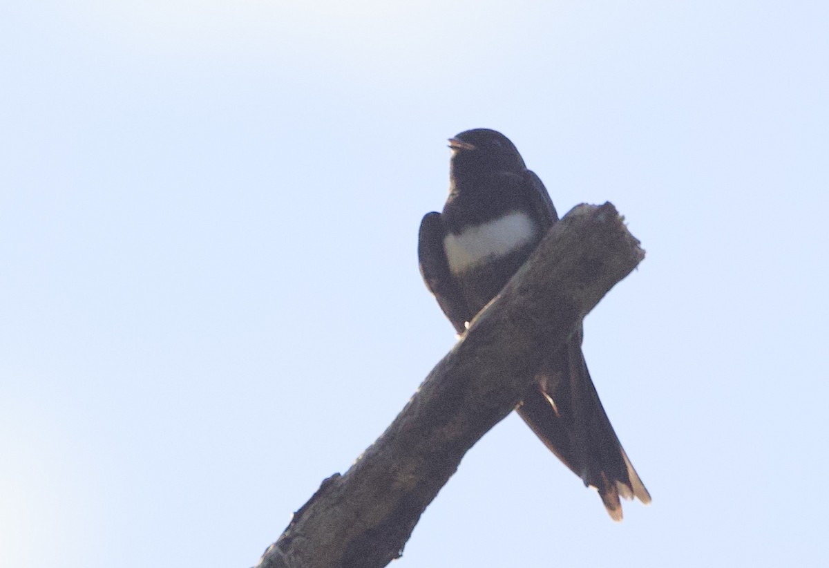 White-banded Swallow - ML646547774