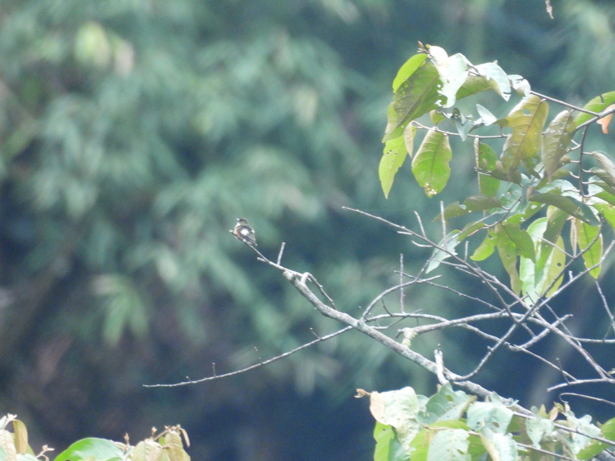 Ak Göbekli Ormanyıldızı - ML646547775