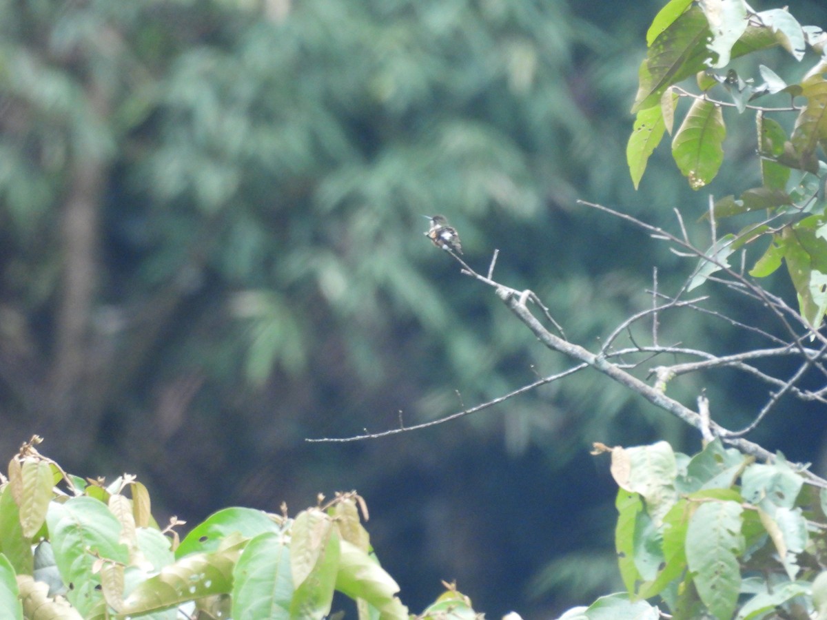 Ak Göbekli Ormanyıldızı - ML646547776