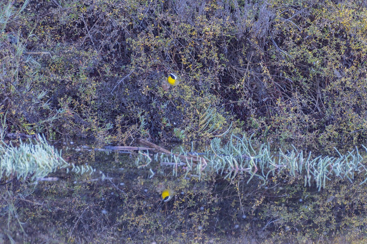 Северная желтогрудка - ML646547777