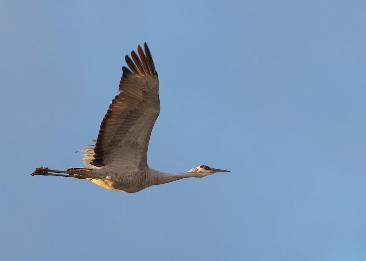 Sandhill Crane - ML646547778