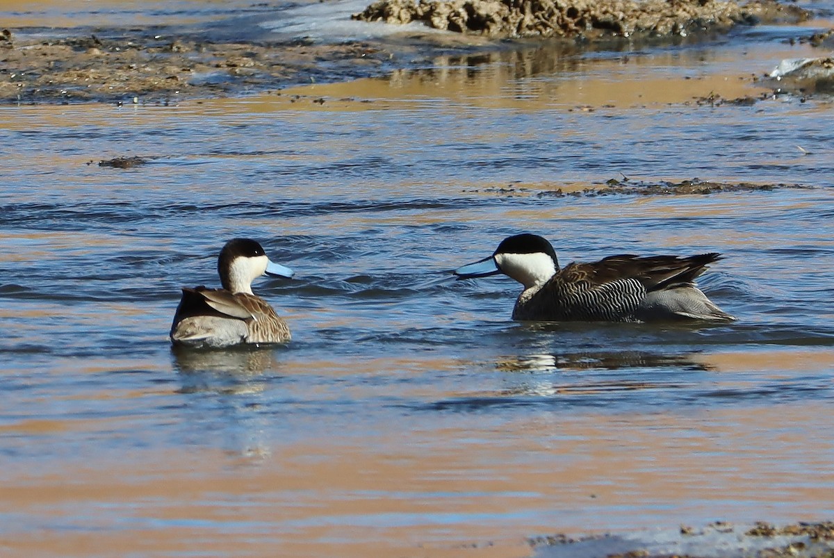 プナシマアジ - ML646547779