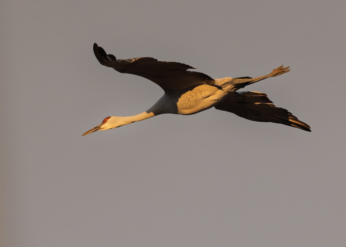 Sandhill Crane - ML646547781