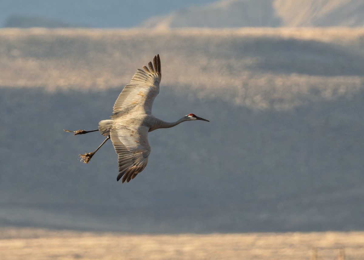 Sandhill Crane - ML646547785