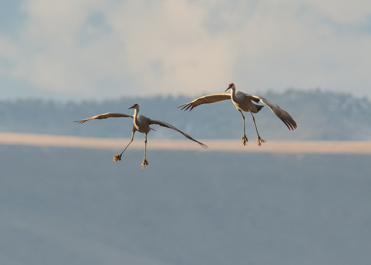 Sandhill Crane - ML646547787