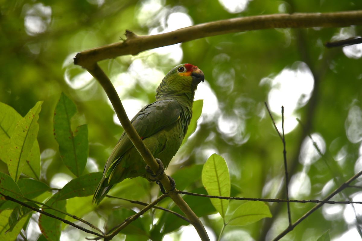 Amazona Frentirroja - ML646547788