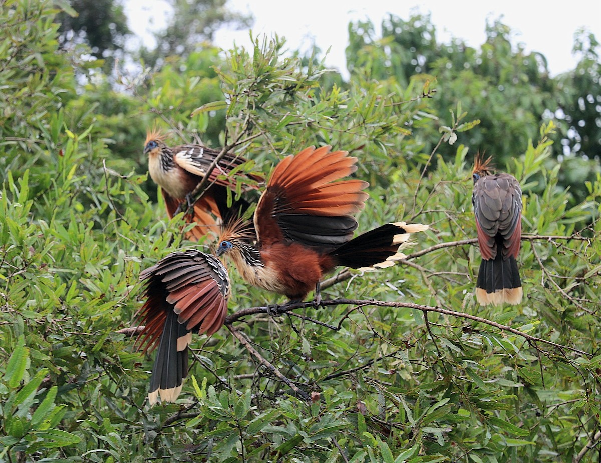 Hoatzin - ML646547789