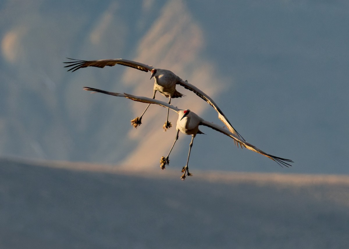 Sandhill Crane - ML646547790