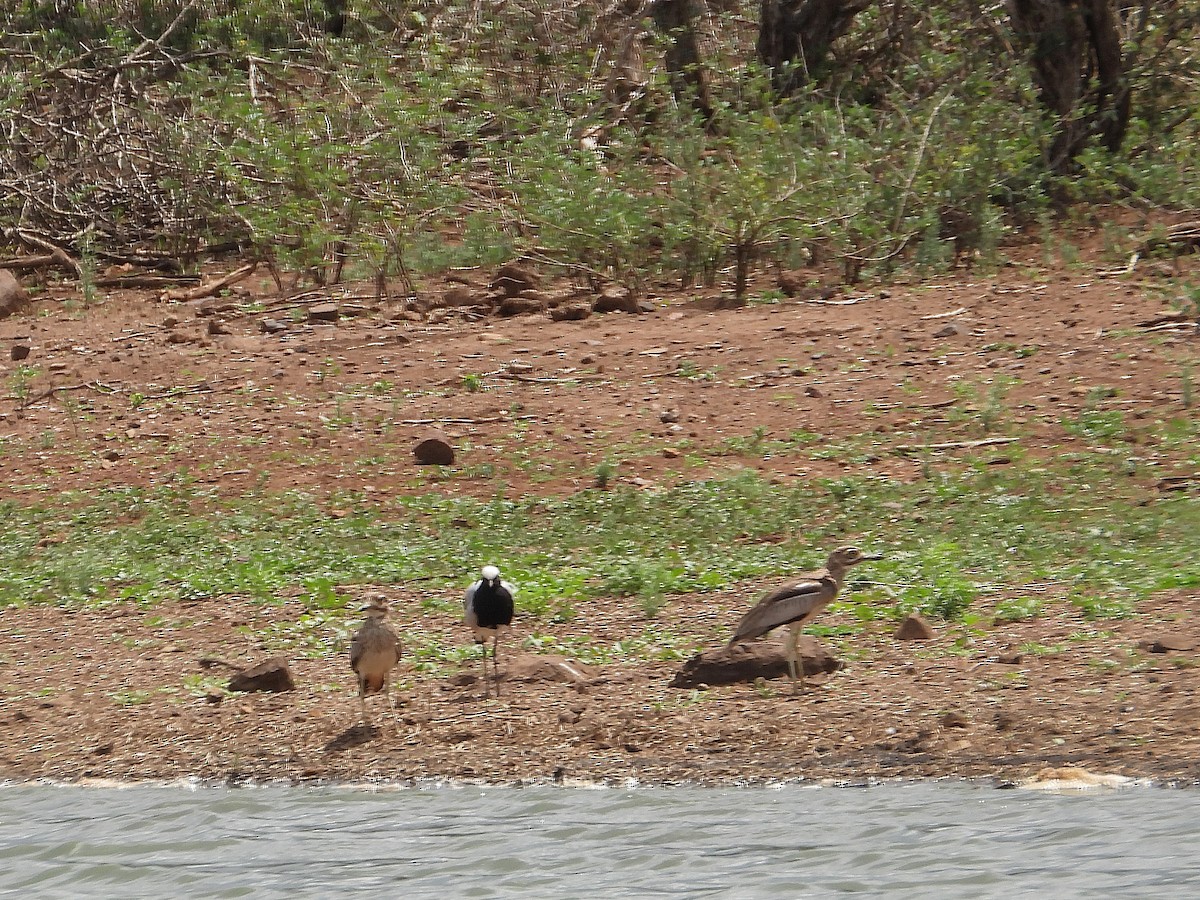 Su Kocagözü - ML646547791