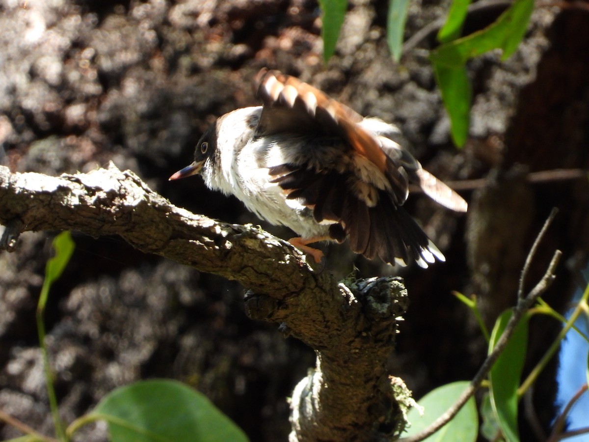 brhlíček proměnlivý - ML646547794