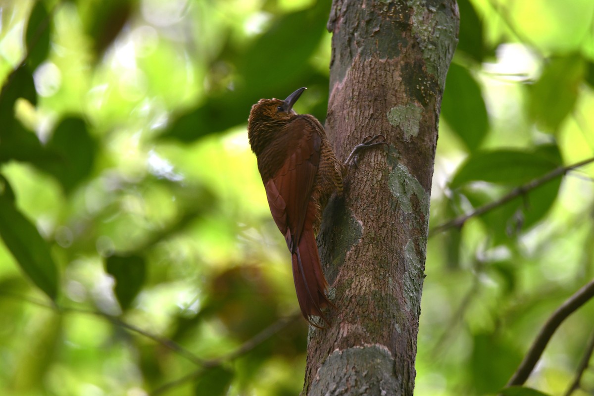 Trepatroncos Barrado Norteño (occidental) - ML646547797