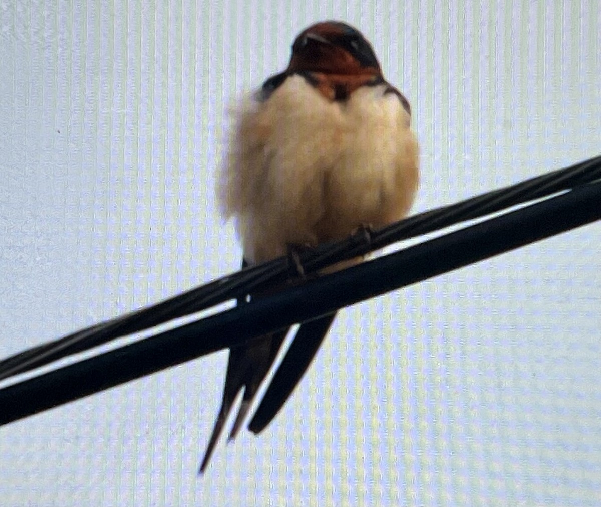 Barn Swallow - ML646547798