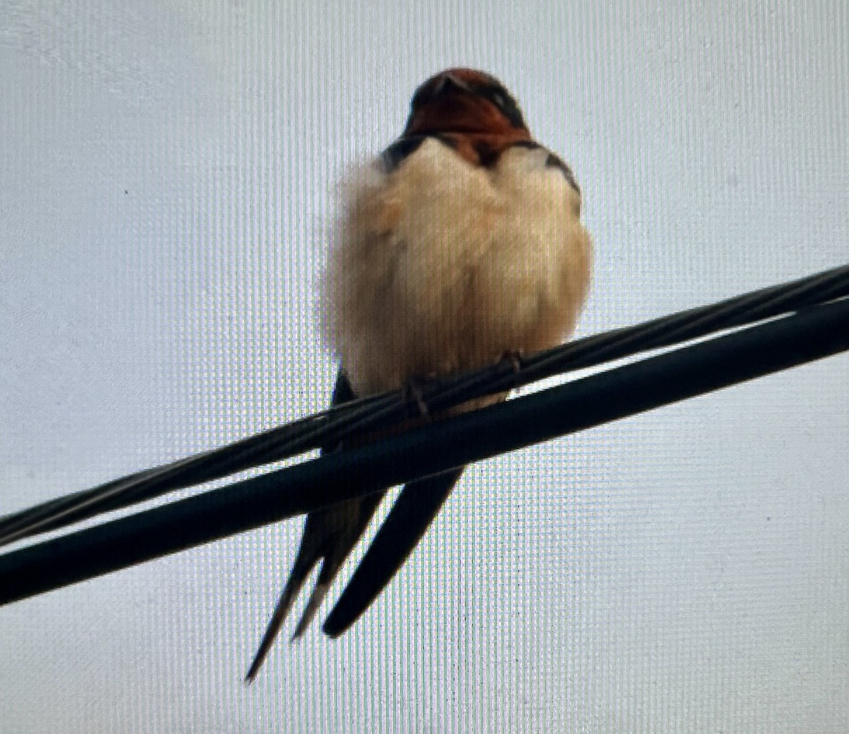 Barn Swallow - ML646547800
