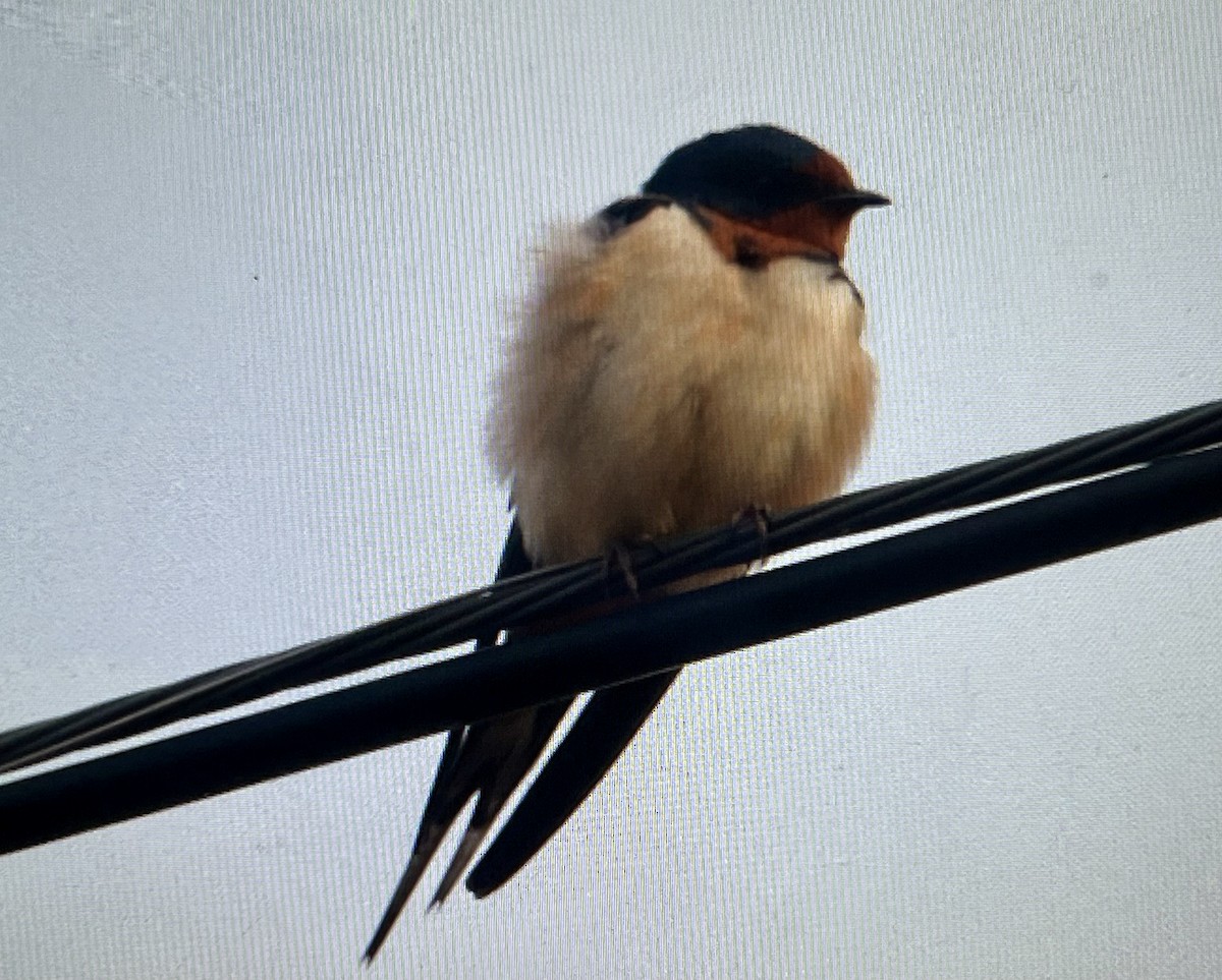 Barn Swallow - ML646547801