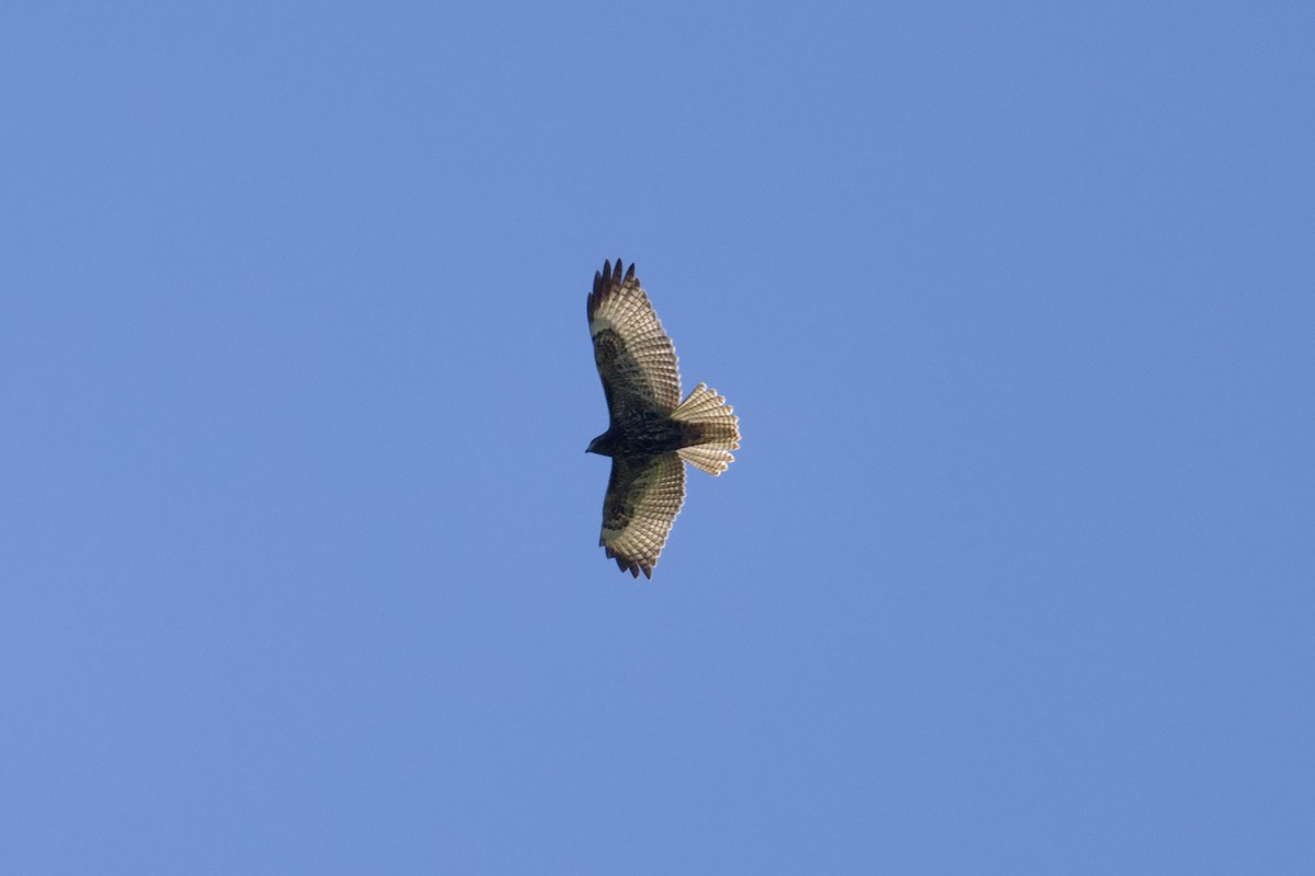 Short-tailed Hawk - ML646547807