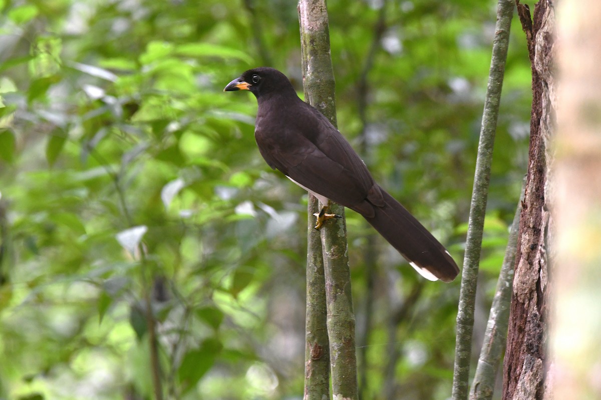 Chara Papán - ML646547809