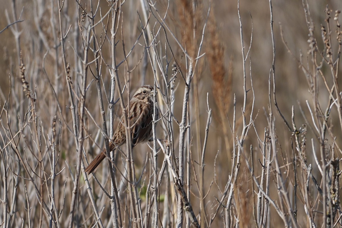 Song Sparrow - ML646547810