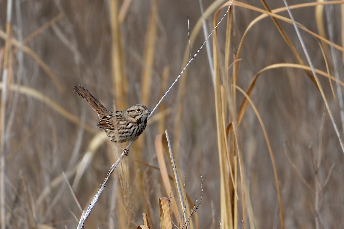 Song Sparrow - ML646547811