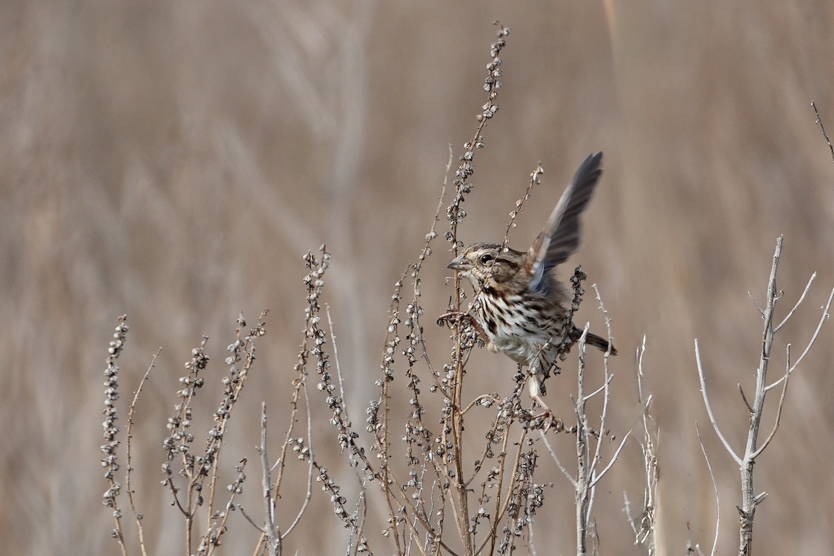 Song Sparrow - ML646547812