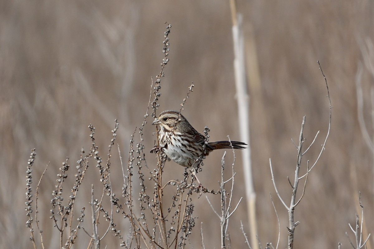 Song Sparrow - ML646547813