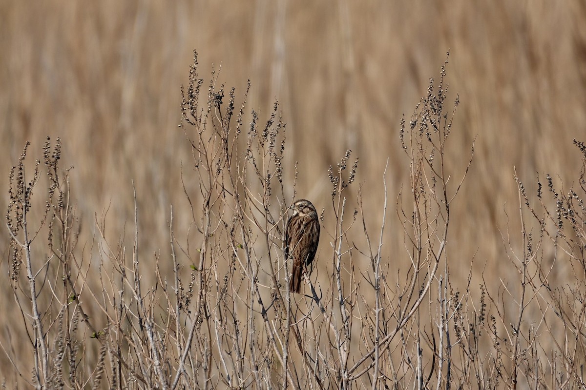 Song Sparrow - ML646547814