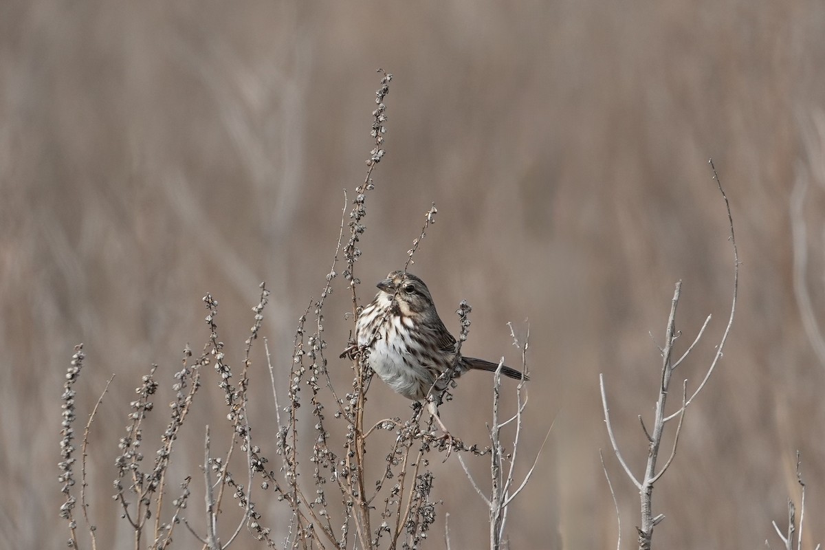 Song Sparrow - ML646547815