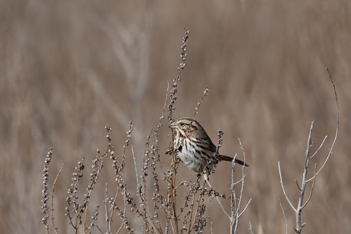 Song Sparrow - ML646547816