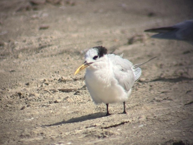 Sandwich Tern - ML646547819