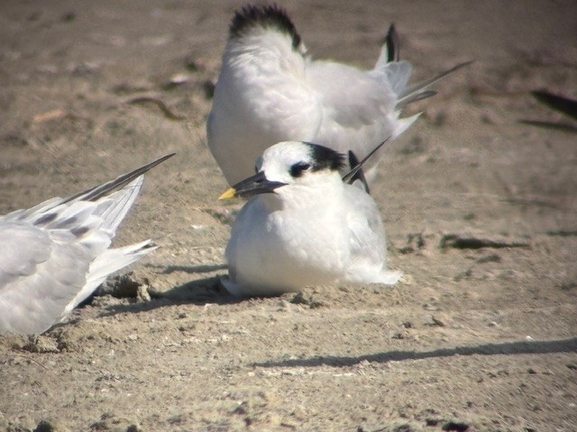 Sandwich Tern - ML646547820