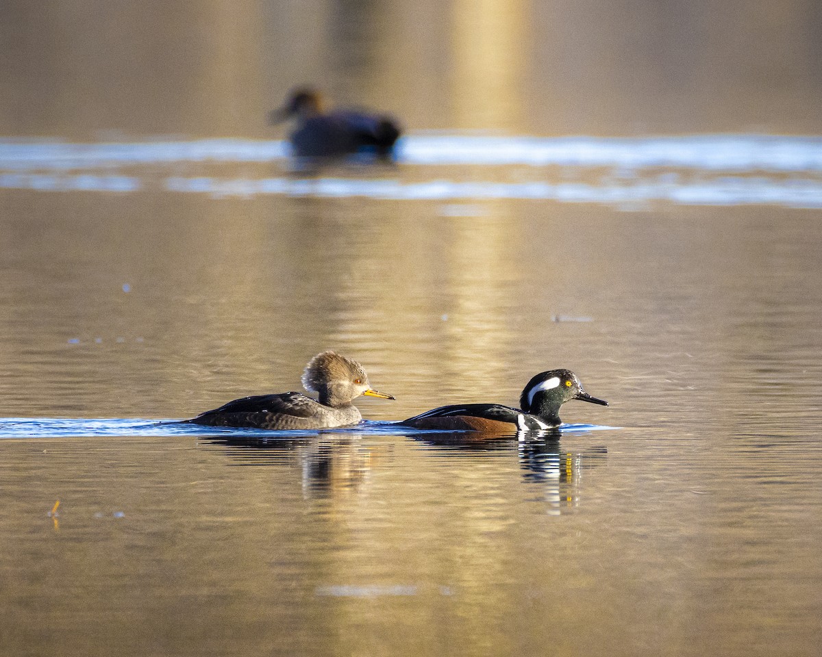 Hooded Merganser - ML646547825