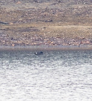 Höckersamtente - ML646547827