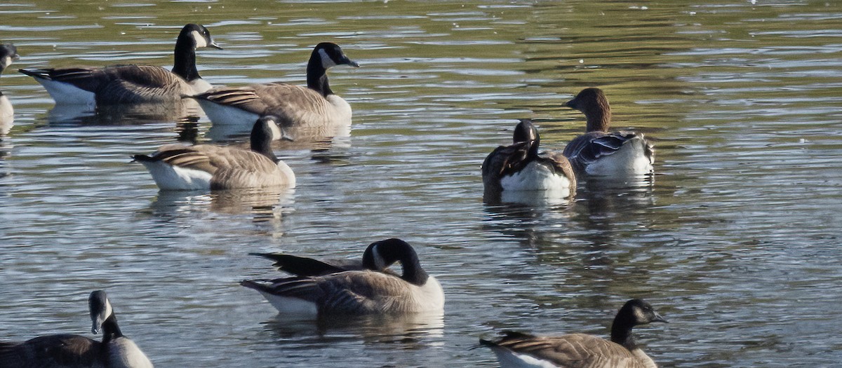 Tundra Bean-Goose - ML646547828