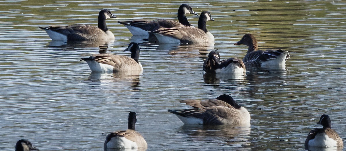 Tundra Bean-Goose - ML646547829