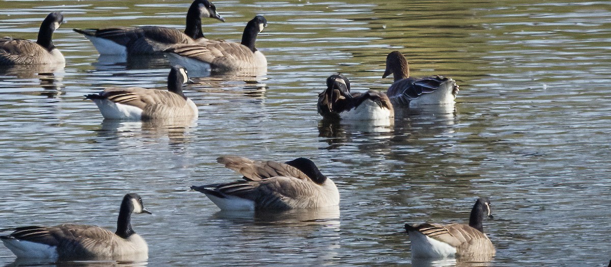Tundra Bean-Goose - ML646547830