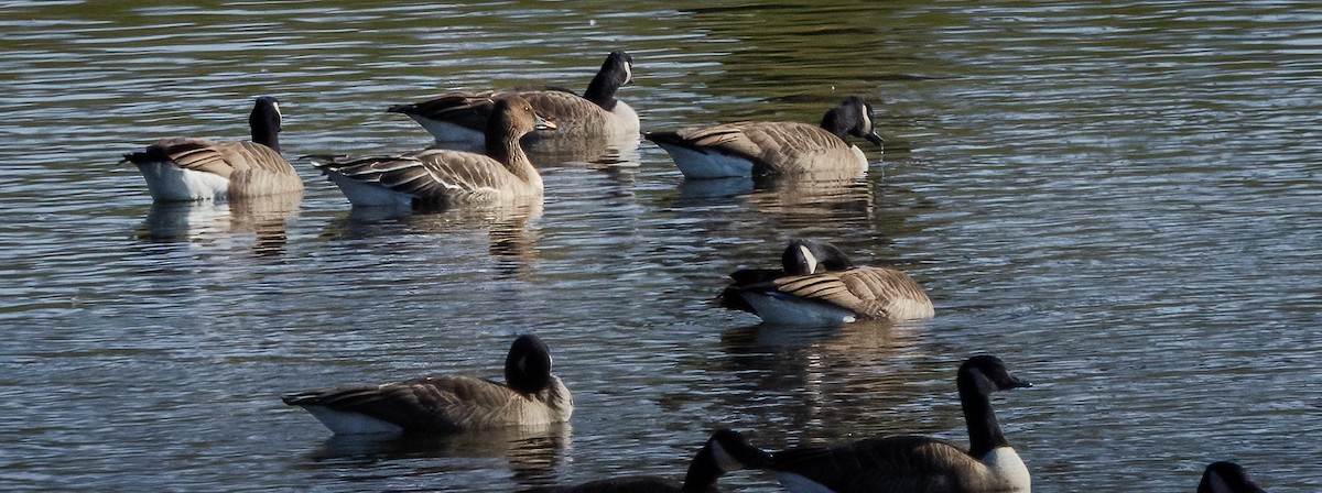 Tundra Bean-Goose - ML646547831