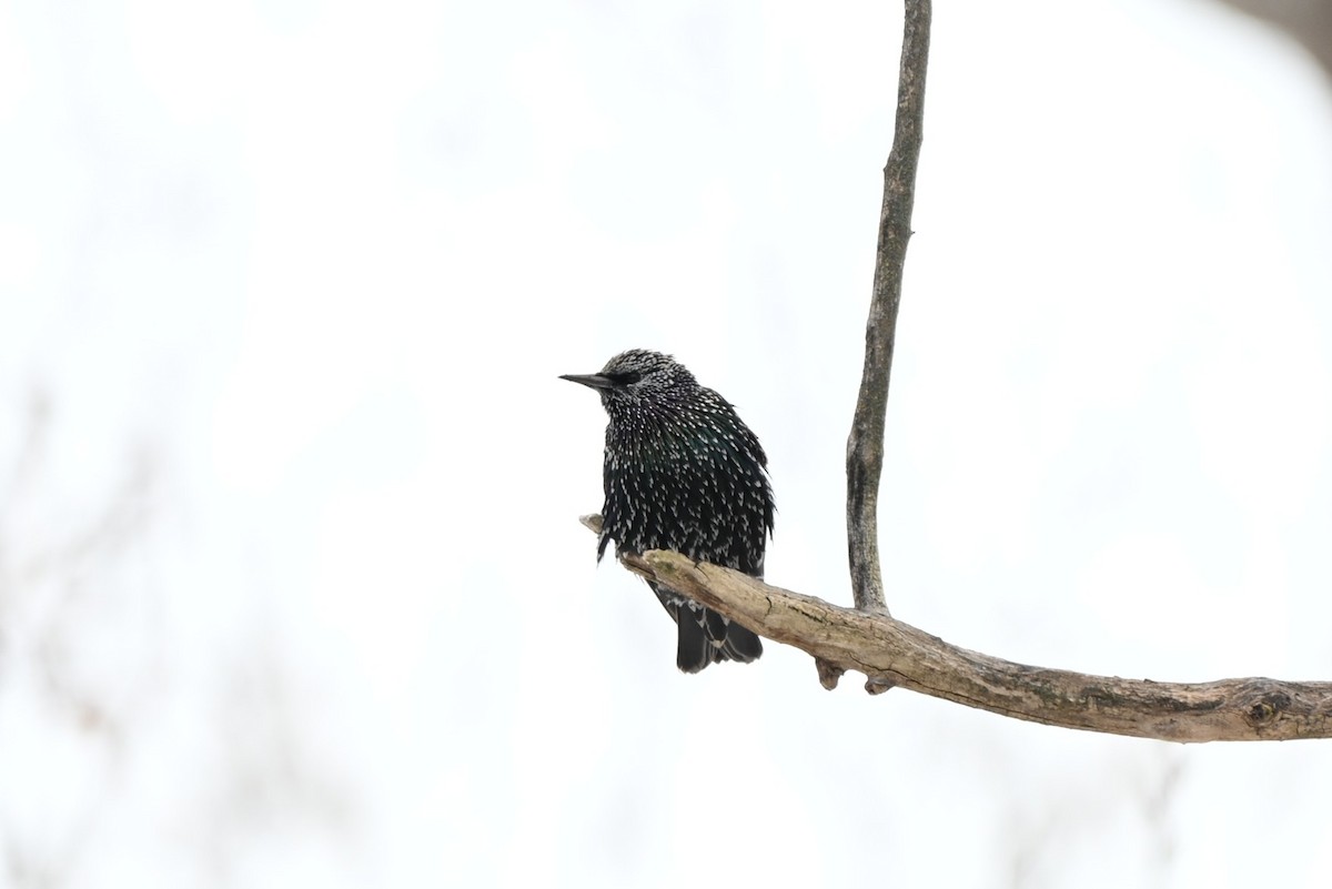 European Starling - ML646547833