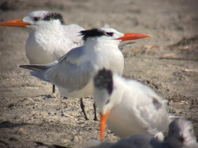 Royal Tern - ML646547835