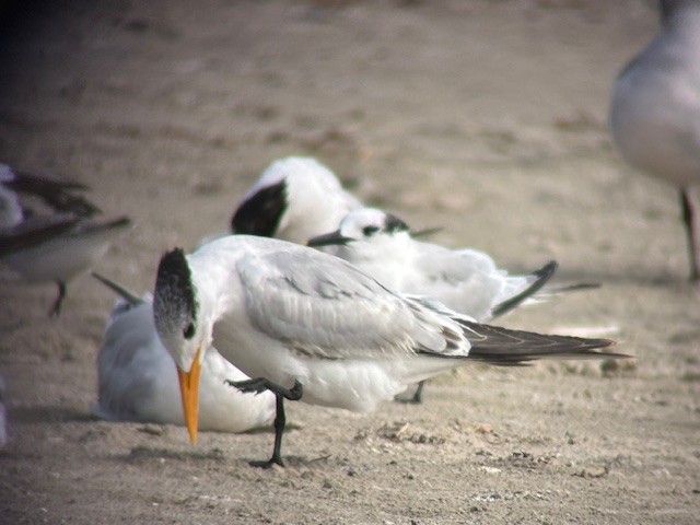 Royal Tern - ML646547836