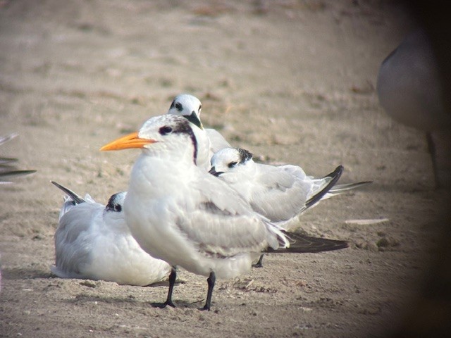 Royal Tern - ML646547837