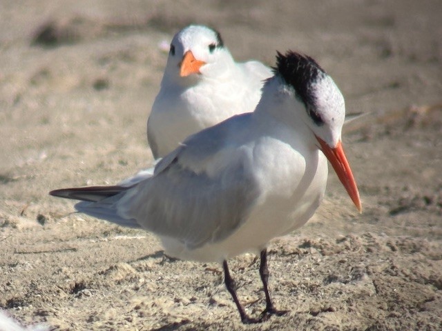 Royal Tern - ML646547838