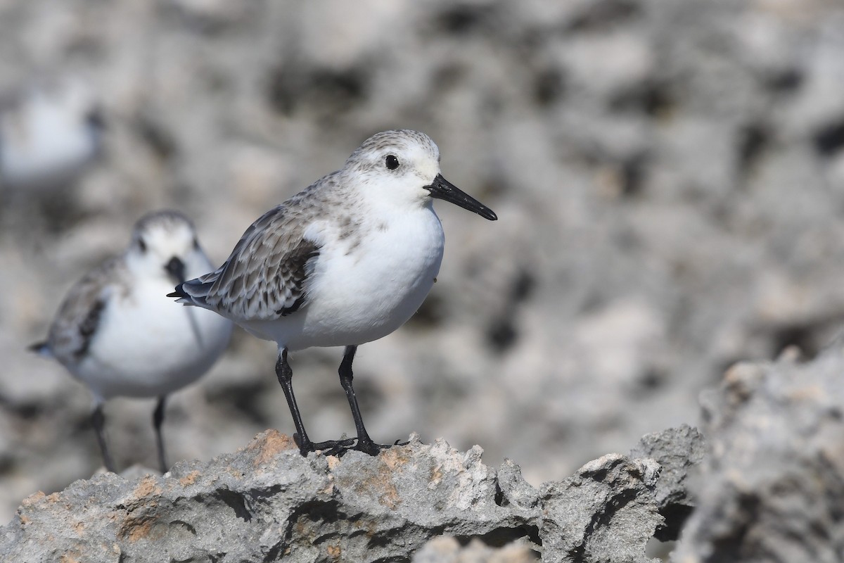 Песчанка - ML646547841