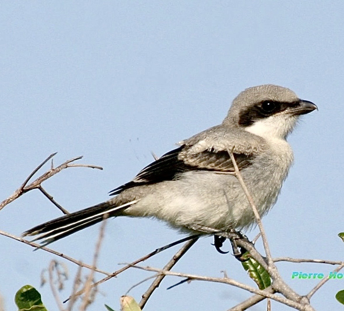 Amerika Örümcekkuşu - ML646547842