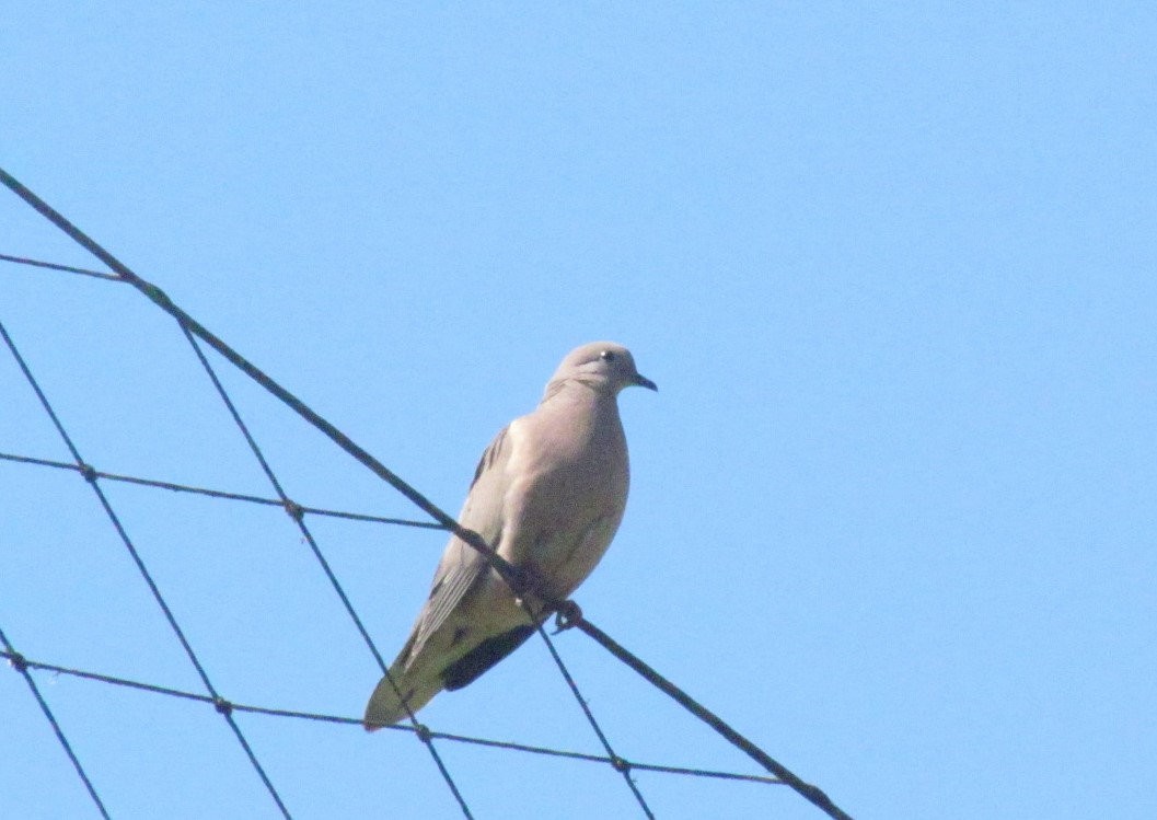 ミミグロバト - ML646547844