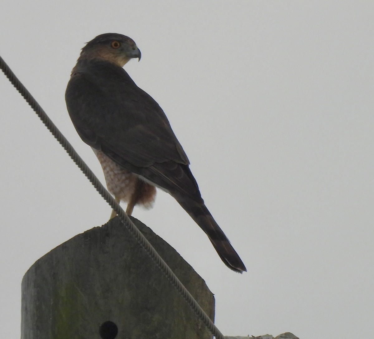 Cooper's Hawk - ML646547846