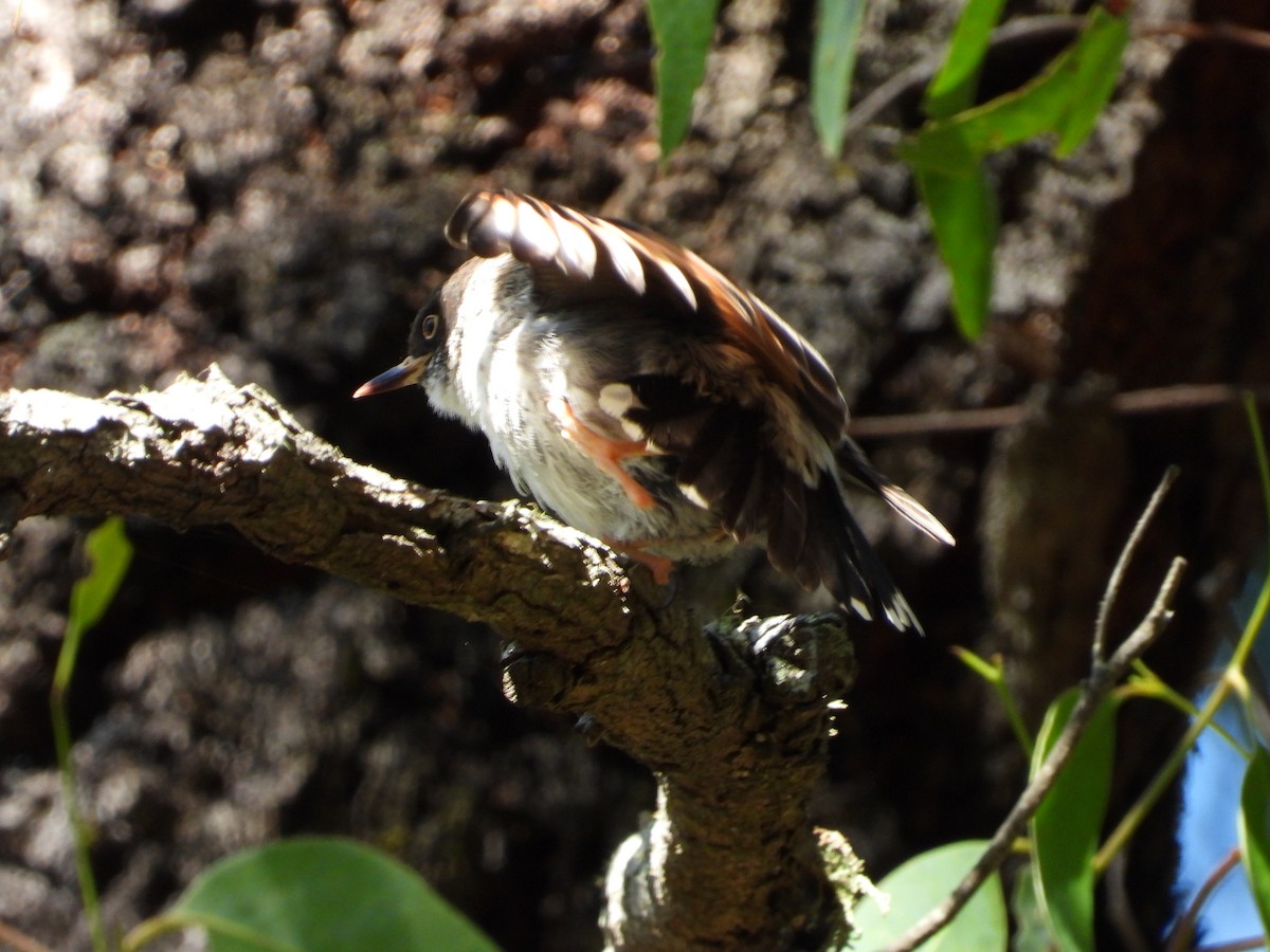 brhlíček proměnlivý - ML646547847