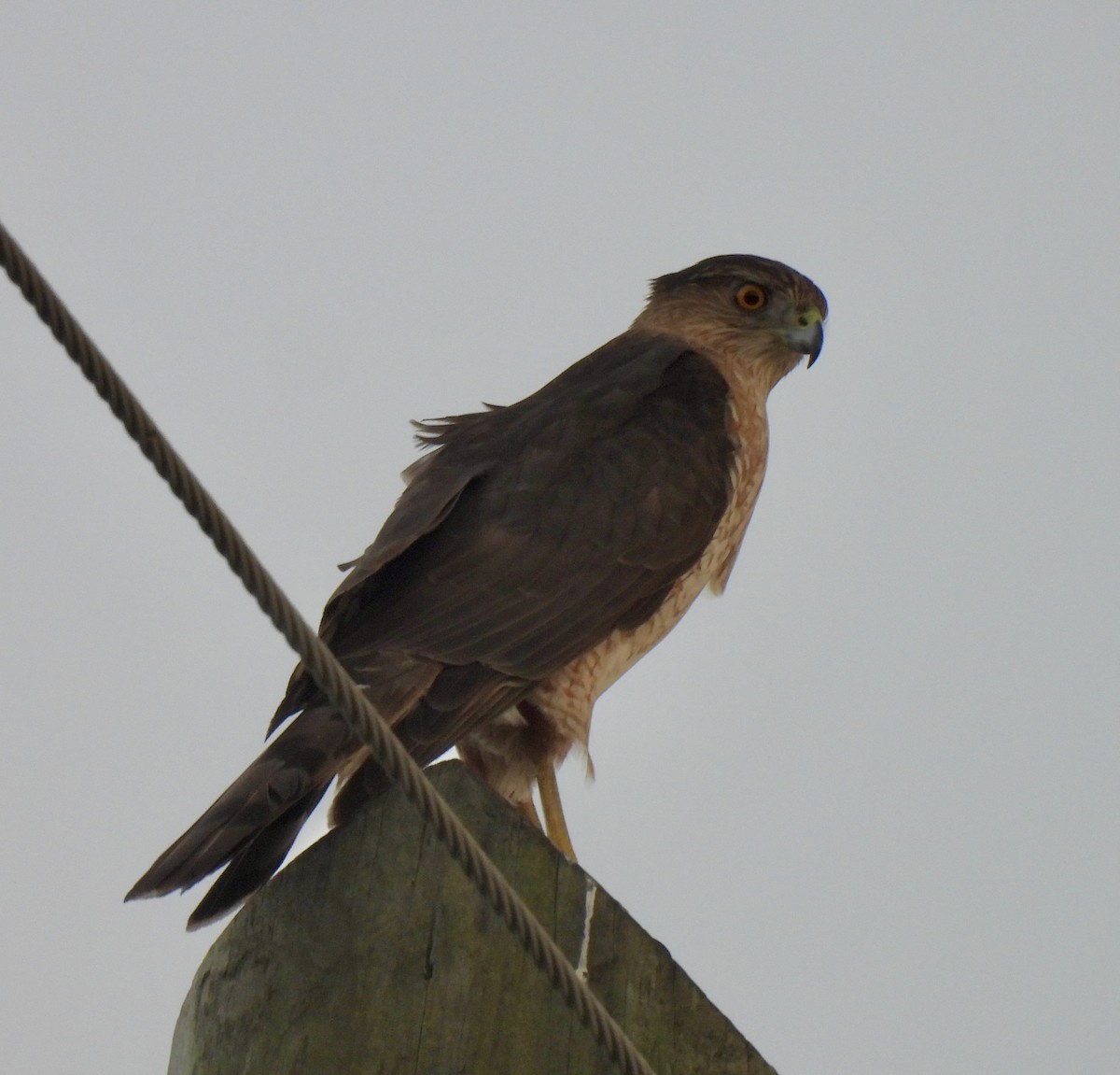 Cooper's Hawk - ML646547848