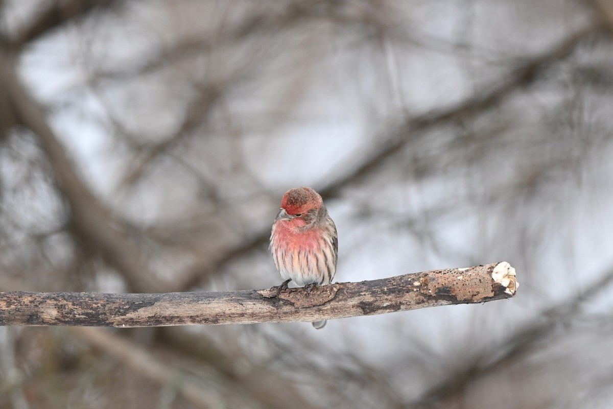 House Finch - ML646547849