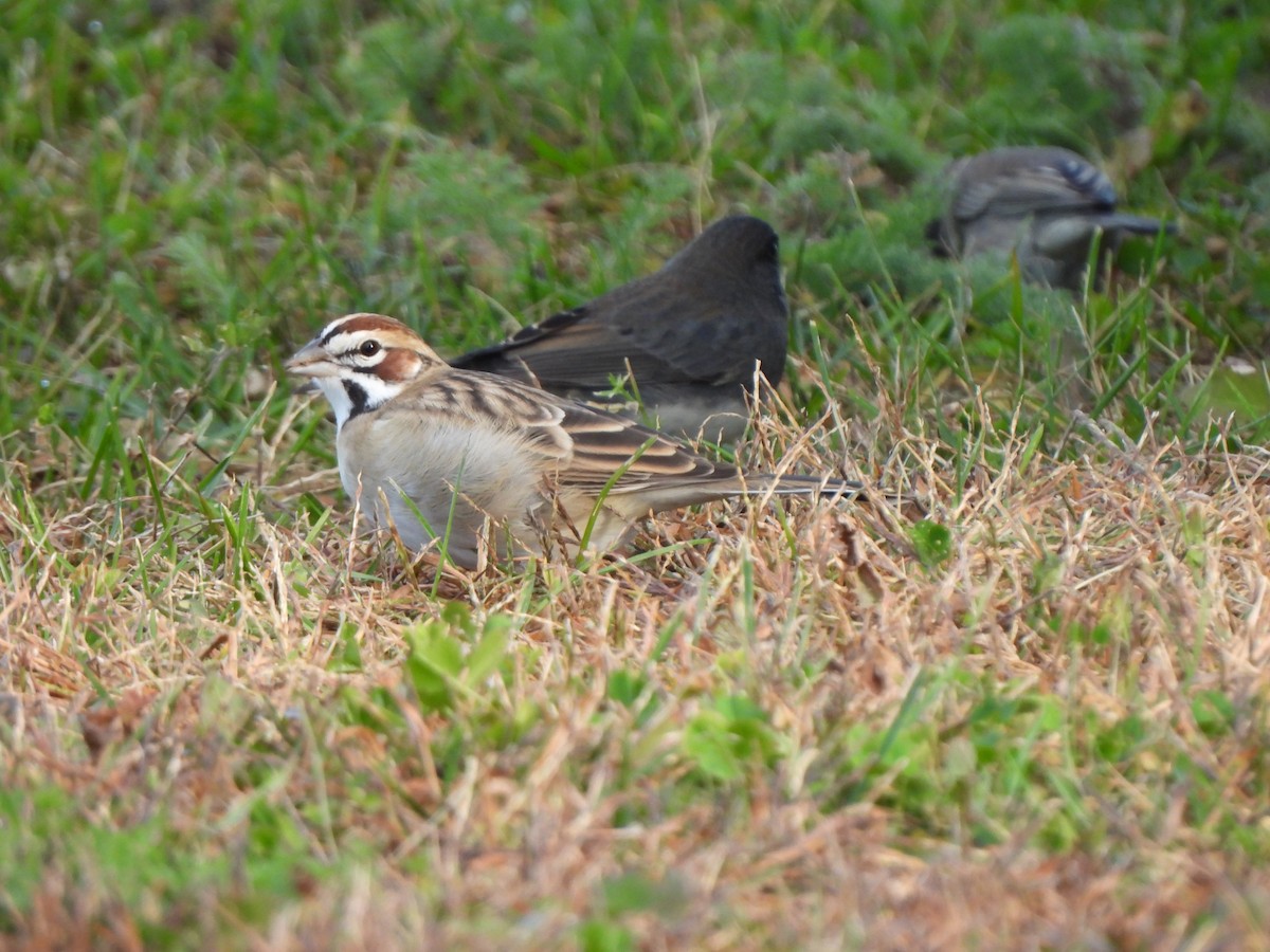 גיבתונית לבנת-גבה - ML646547853